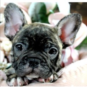 Meet your Posher, Peyton